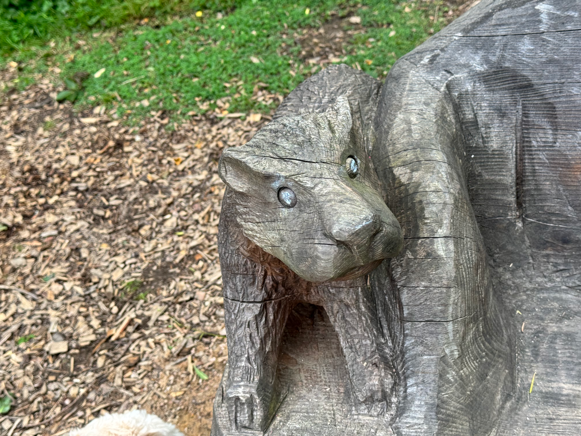 Image of a carving in a bench of a mink, which was done by Gintas Poderys of Gintas Carving.