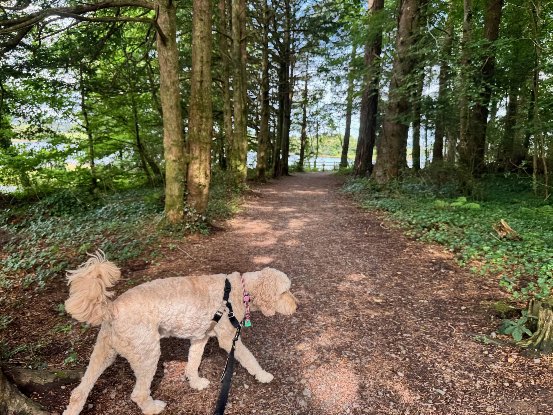 Image of Lizzy and I as we start our walk on the Mac Manus Estate.