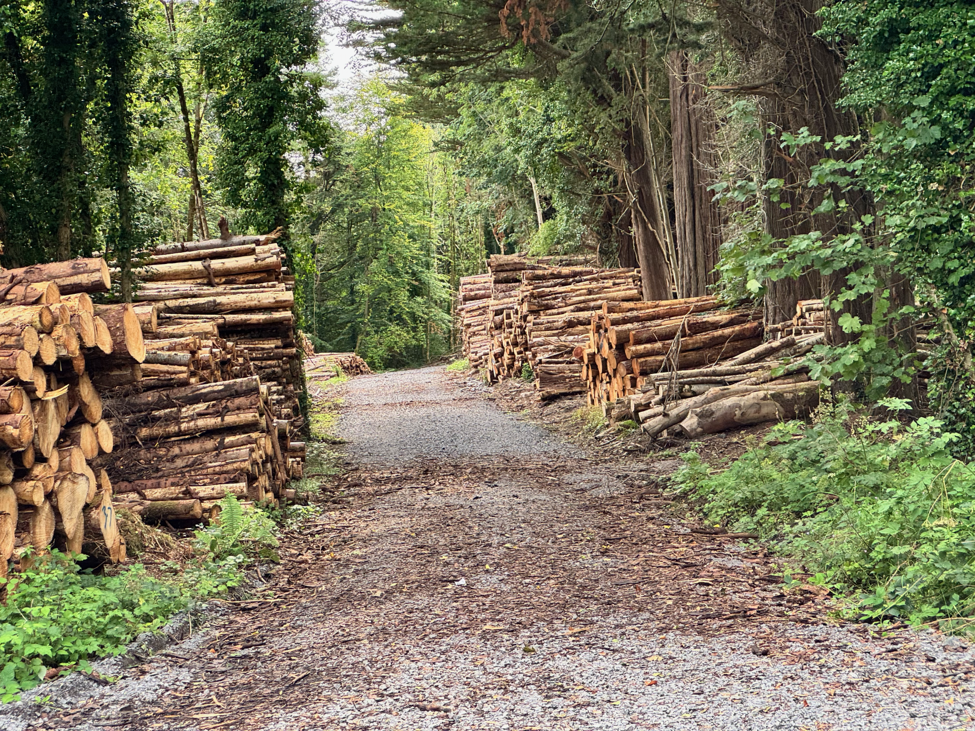 Image of stacks of logs from felled trees on the Mac Manus Estate.